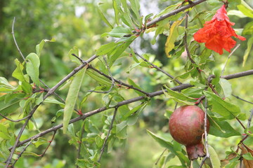 Pomegranate on plant in farm for harvest