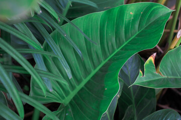 Green leave tropical forest plant. Dark nature background. Curve leaf floral botanical abstract....