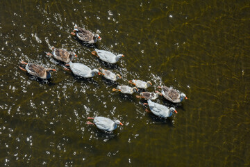 Family of ducks swimming. Aerial view