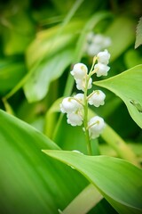 lilies of the valley