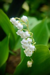 lily of the valley