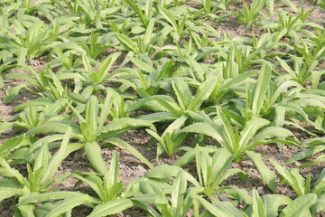 Culantro plant on farm for harvest are cash crops