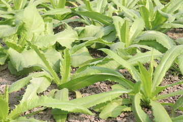 Culantro plant on farm for harvest are cash crops