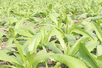 Obraz premium Culantro plant on farm for harvest are cash crops