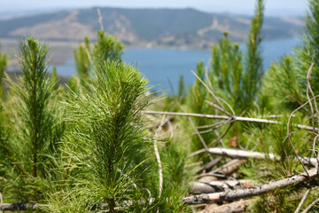 view from a hill to Lake Vichuquén, Maule, Chile