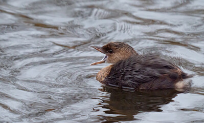 Greebe juvenile