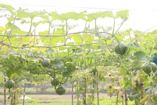 pumpkin plant on farm for harvest