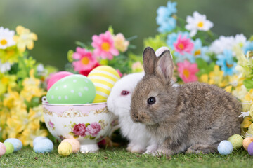 Lovely bunny easter fluffy baby rabbit eating green grass with a basket full of colorful easter eggs on green garden nature with flowers background on warmimg day. Symbol of easter day festival.