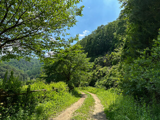 숲 산책로