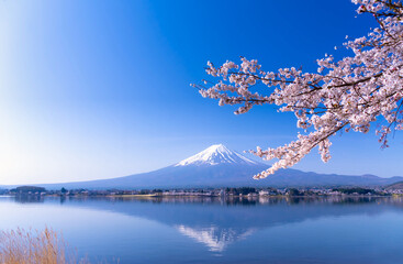 富士山と満開の桜