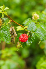 Salmon berries (Rubus spectabilis)