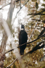 A bird perched on a branch in a dense forest, surrounded by green leaves and a natural, rustic setting. The bird appears calm and observant, blending into its environment seamlessly.