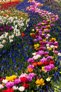 Fototapeta USA, Washington State, Mt. Vernon. Springtime display tulip garden Roozengaarde