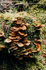 Cluster of Mushrooms Growing on Tree Trunk with Moss and Greenery