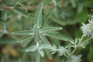 wildflowers and green texture landscaping 