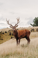 Majestic Red Deer Standing on Dry Grass Field. A large red deer is standing proudly on top of a dry grass field. The deers powerful stature contrasts with the landscape around it.