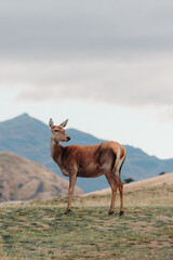 Female Red Deer Hind Standing on Top of Grass Covered Field with Mountains in the Background