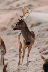 Fallow deer bucks are standing on hillside,  surveying their surroundings. The brown fur of their bodies blends seamlessly with the earth beneath them, creating a harmonious scene