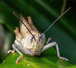 grasshopper on the grass