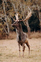 Fallow Deer Buck Stag Standing in Dry Summer Field With Trees in Background