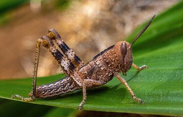 grasshopper on the leaf