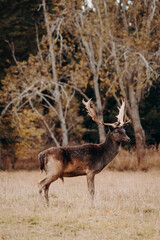 A fallow deer stag buck is seen standing in a field, surrounded by grass with tall trees in the background. The deer appears alert and is looking around. 