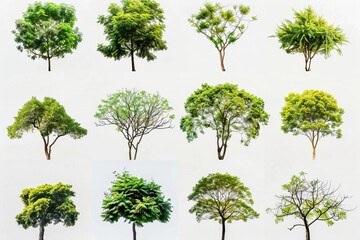 isolated trees collection on white background tree objects for graphic design