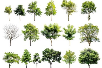 isolated trees collection on white background tree objects for graphic design