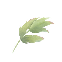 Obraz premium Green peony leaves isolated on white background. Hand drawn watercolor botanical illustration. Element for design, cards, invitations, congratulations, packaging, print, fabric, advertising.