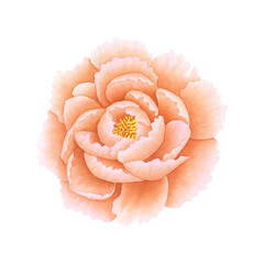 Peony flower bud in orange, coral, peach fuzz color isolated on white background. Hand drawn watercolor botanical illustration. For design, cards, invitations, congratulations, packaging, print