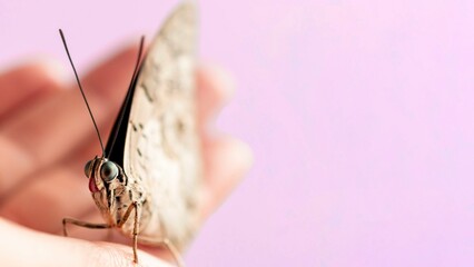 A delicate butterfly rests gently on the palm, its fragile wings shimmering in the sunlight, a fleeting moment of beauty and connection.