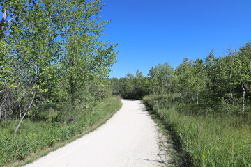 gravel road or trail through mixed boreal forest under deep blue sky