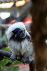 Cotton top tamarin