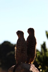 Meerkats
