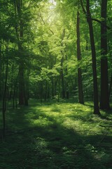 Fototapeta premium Forest Path in the Morning Trees in Summer Spring Sunlight Beaming Through Canopy Nature Artwork Background Concept, Web Graphic Wallpaper, Vertical 9:16 Digital Art Backdrop