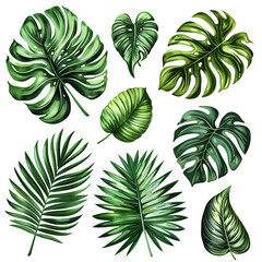 Tropical leaves collection, palm monstera and fig leaf clip art set isolated on white background