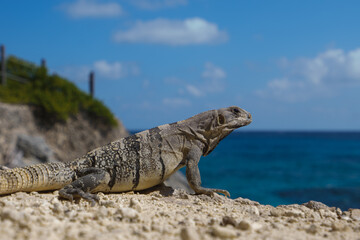 Caribbean iguana portrait on the rocks during the day