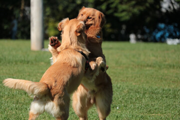 golden retriever dog
