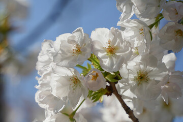 白い八重桜の美しさ