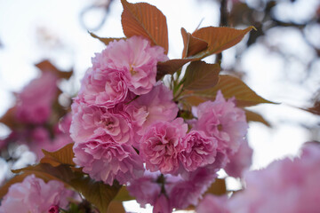 ピンクの華麗な八重桜