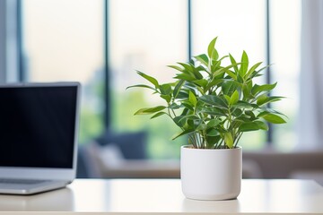 A white plant sits on a table next to a laptop