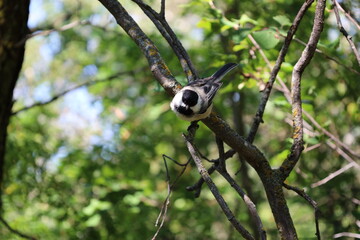 small song bird perched on a branch