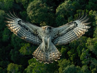 Fototapeta premium The majestic flight of a harpy eagle soaring high above the canopy of a rainforest, its keen eyes scanning the treetops below for signs of prey.