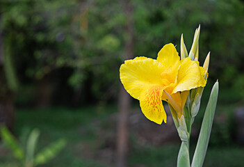 yellow flowers green blurred background