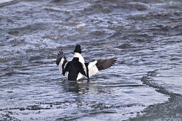 COMMON GOLDENEYE