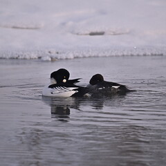 COMMON GOLDENEYE