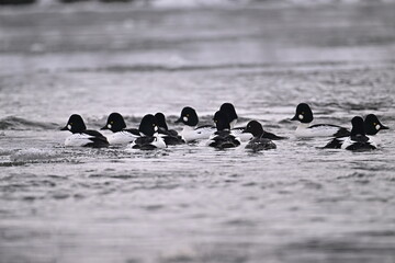 ducks in the water