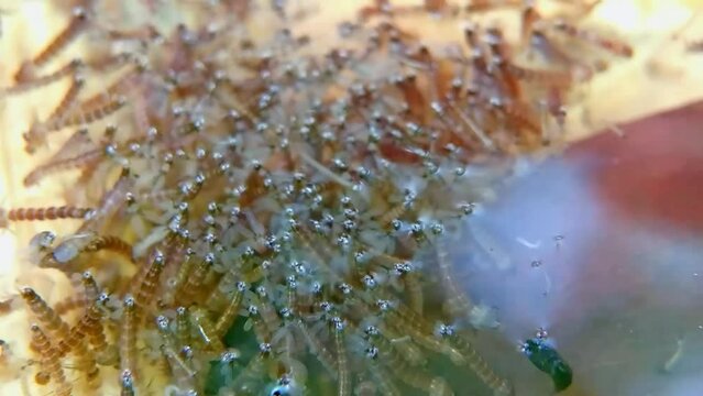 Small mosquito larvae or babies hatch in the water, dengue fever mosquito larvae