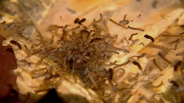 Mosquito eggs hatch in water, dengue fever mosquito larvae reproduce