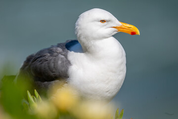 Western Gull